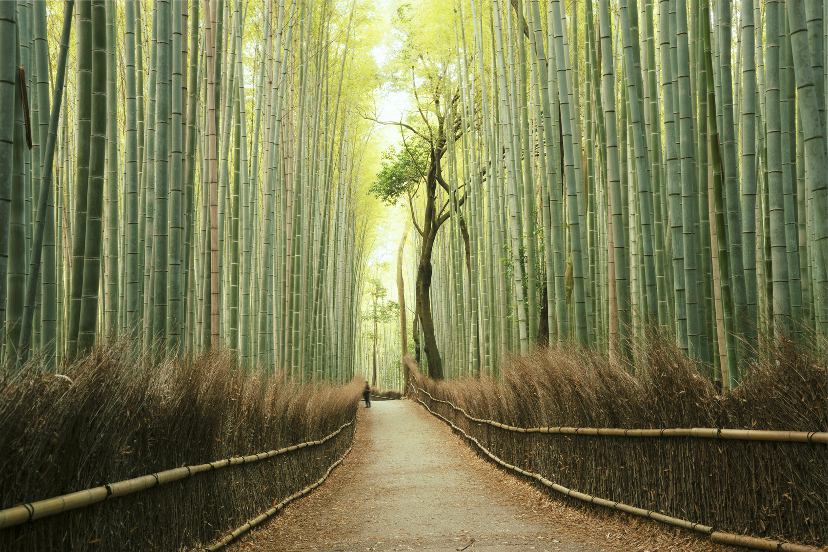 Prana & Well-Being